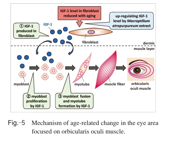 f:id:ararepyon:20191123134811p:plain f:id:ararepyon:20191123134811p:plain