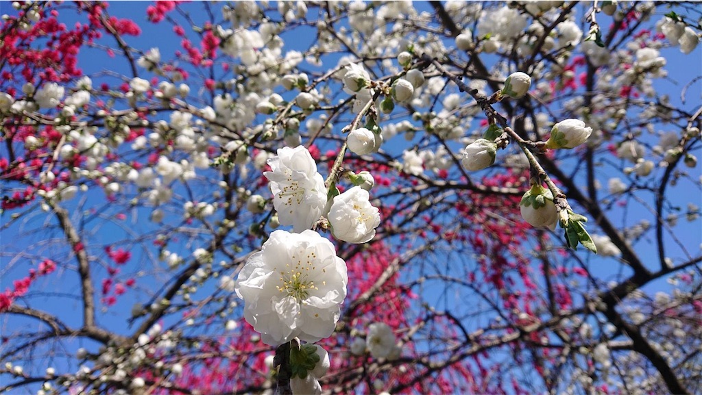 f:id:arasakishimai:20210407230418j:image