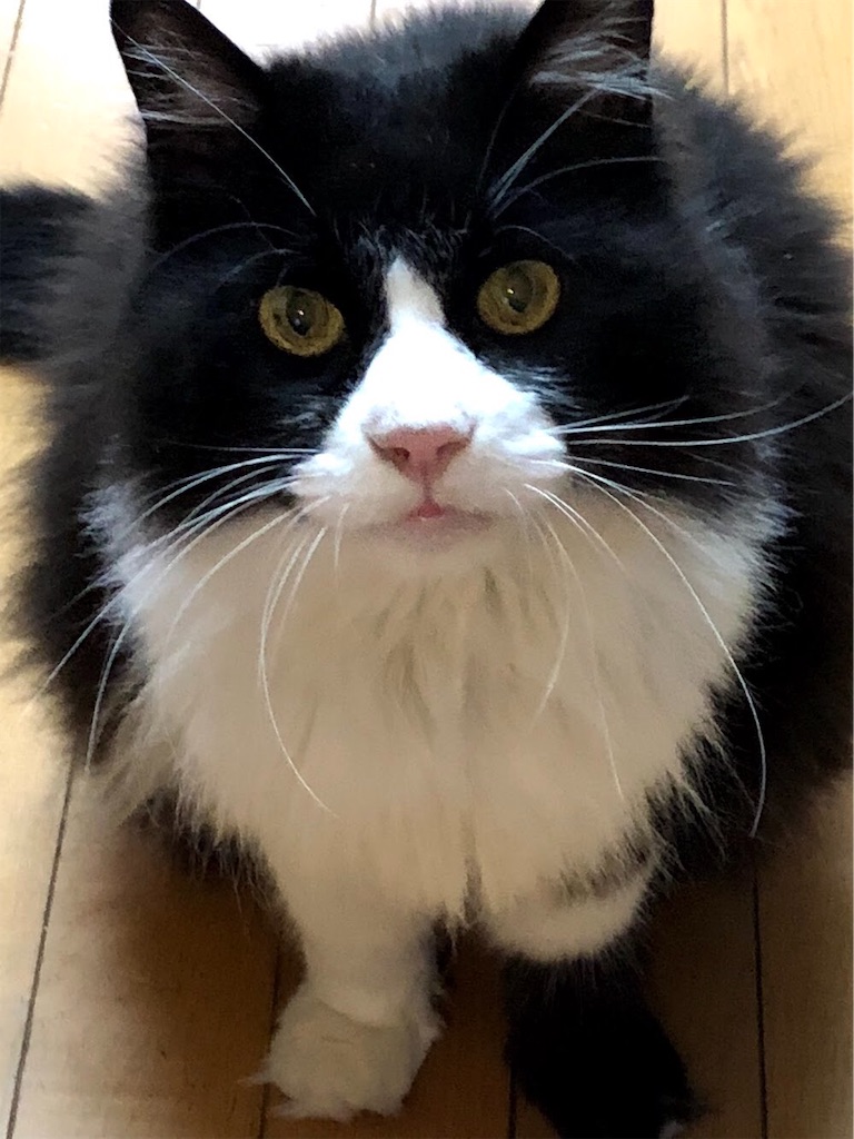 f:id:arasandesu78:20190214232912j:image