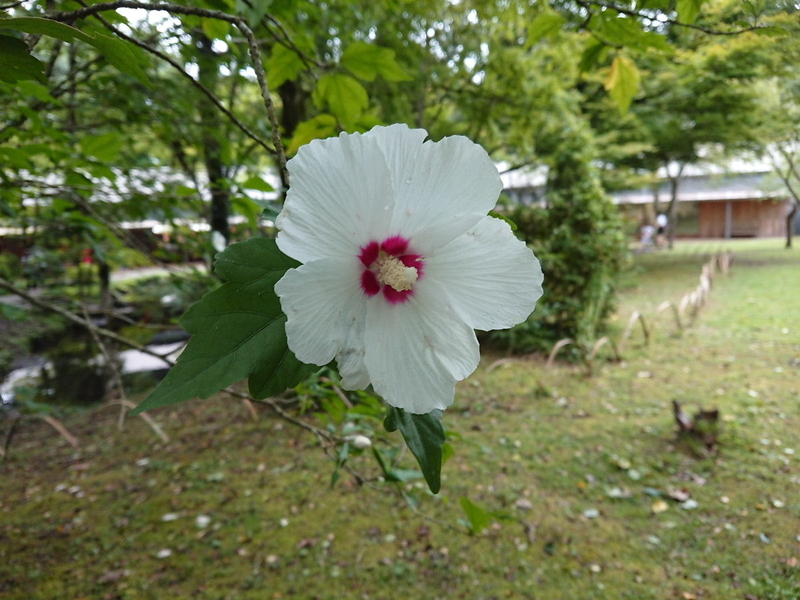 イメージ 11