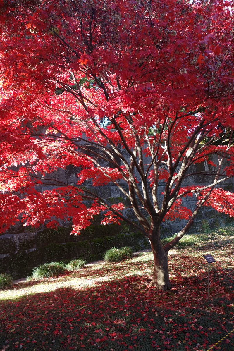 f:id:arashi_golf:20191211225041j:plain