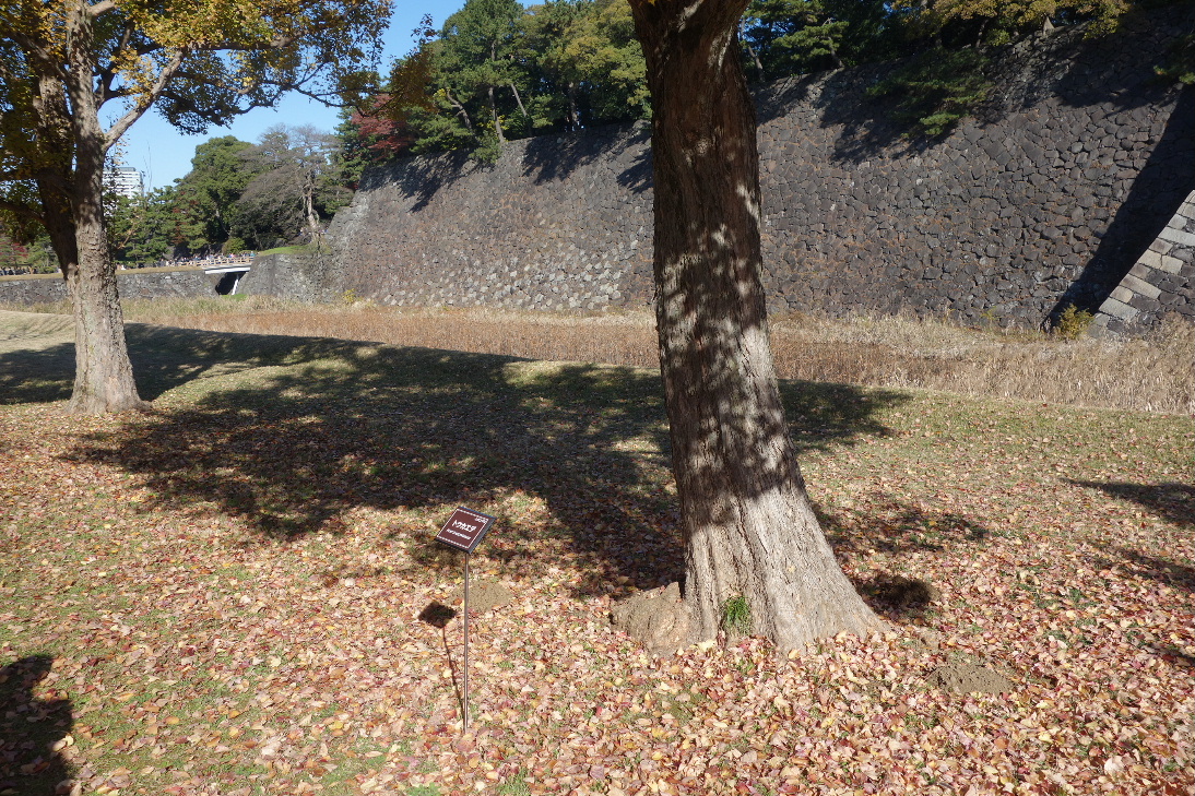 f:id:arashi_golf:20191213231335j:plain