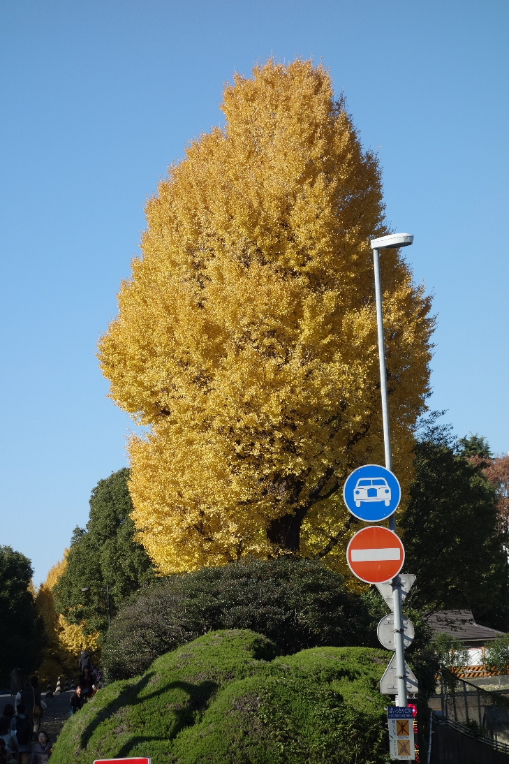 f:id:arashi_golf:20191224211351j:plain