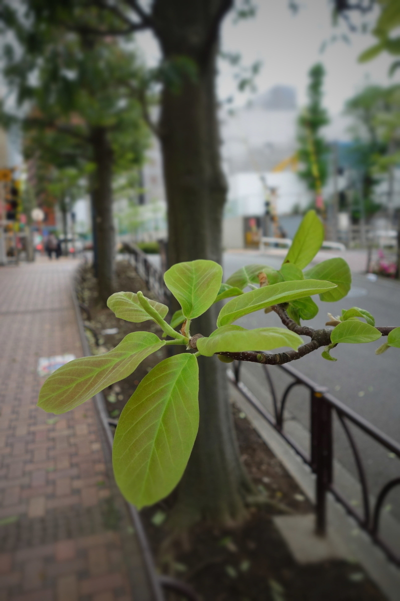 f:id:arashi_golf:20210420230003j:plain