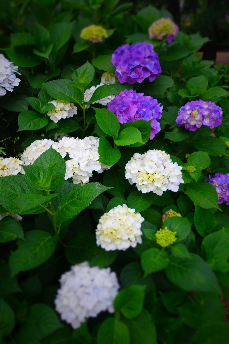 f:id:arashi_golf:20210618224613j:plain