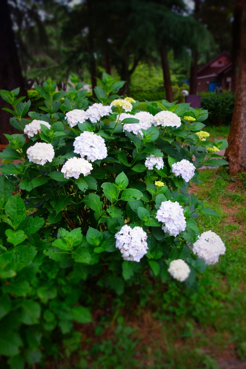 f:id:arashi_golf:20210618224853j:plain
