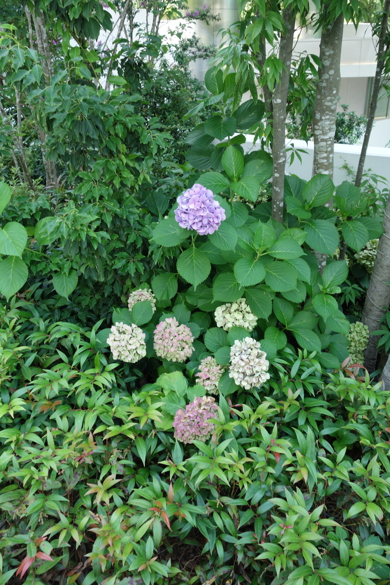 f:id:arashi_golf:20210726212648j:plain