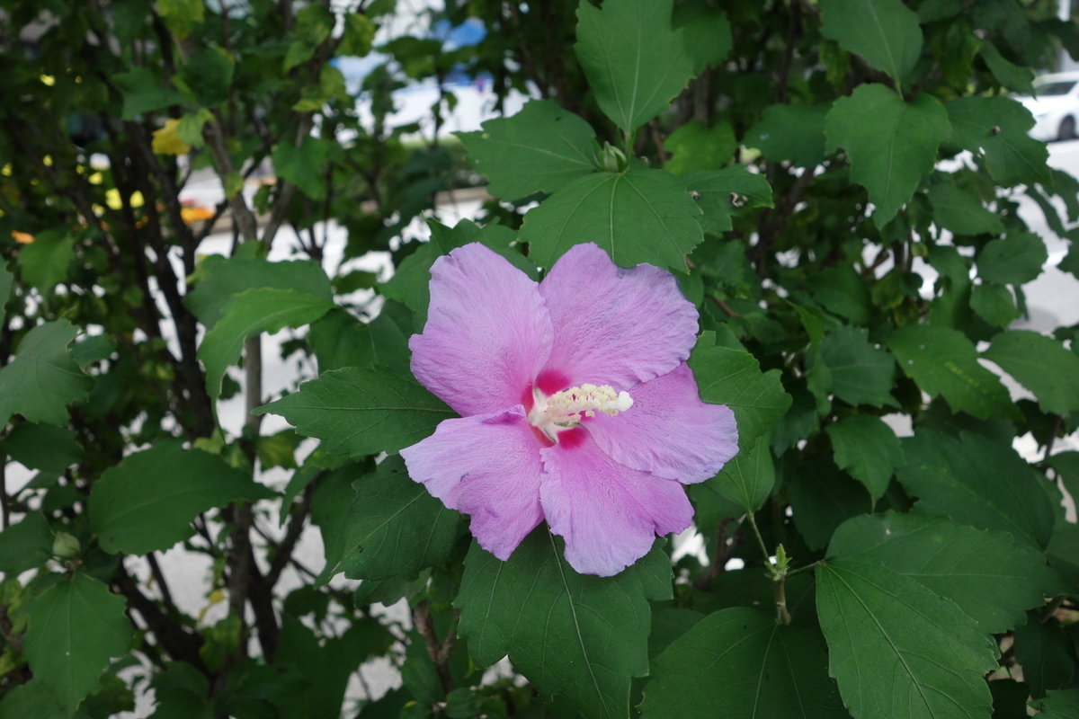 f:id:arashi_golf:20210731232451j:plain