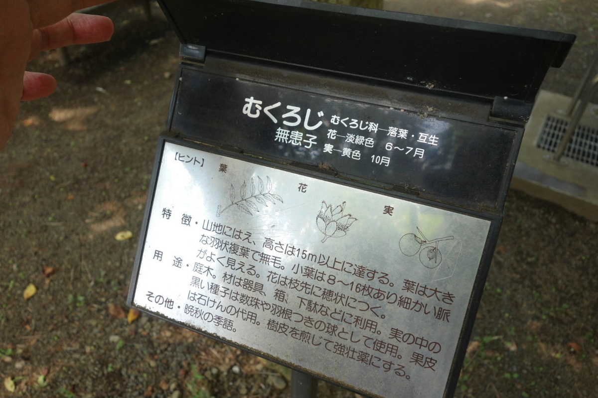 f:id:arashi_golf:20210809211759j:plain