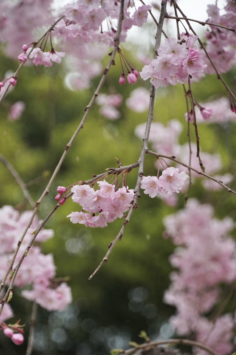 f:id:arashi_golf:20220411221135j:plain