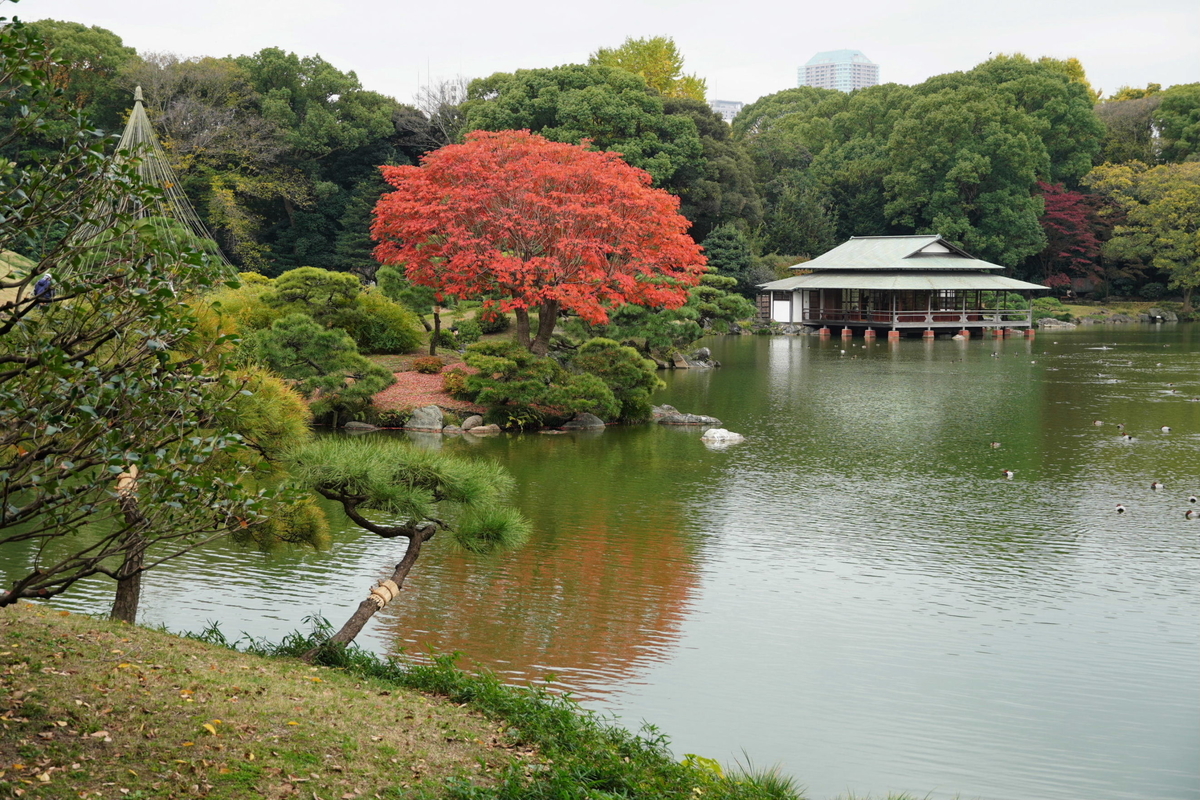 紅葉が彩る庭園①『清澄白河の街角～清澄庭園』東京都江東区 - 嵐