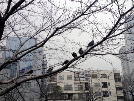f:id:arashifurumoto:20120320230119j:image:w640