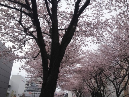 f:id:arashifurumoto:20160403205239j:image:w640