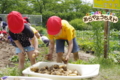 ジャガイモ収穫（秋田県秋田市の楽しい幼稚園　新屋幼稚園）食育