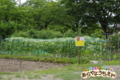 なかよし畑（秋田県秋田市の楽しい幼稚園　新屋幼稚園）食育