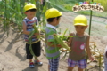 トウモロコシ収穫（秋田県秋田市の楽しい幼稚園　新屋幼稚園）収穫