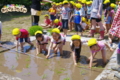 田植え（秋田県秋田市の楽しい幼稚園　新屋幼稚園）食育