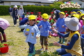 サツマイモ苗植え（秋田県秋田市の楽しい幼稚園　新屋幼稚園）食育