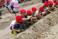 サツマイモ苗植え（秋田県秋田市の楽しい幼稚園　新屋幼稚園）食育