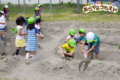 サツマイモ水やり（秋田県秋田市の楽しい幼稚園　新屋幼稚園）