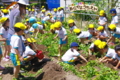 ジャガイモ収穫（秋田県秋田市の楽しい幼稚園　新屋幼稚園）食育