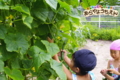 取れたて野菜（秋田県秋田市の楽しい幼稚園　新屋幼稚園）食育