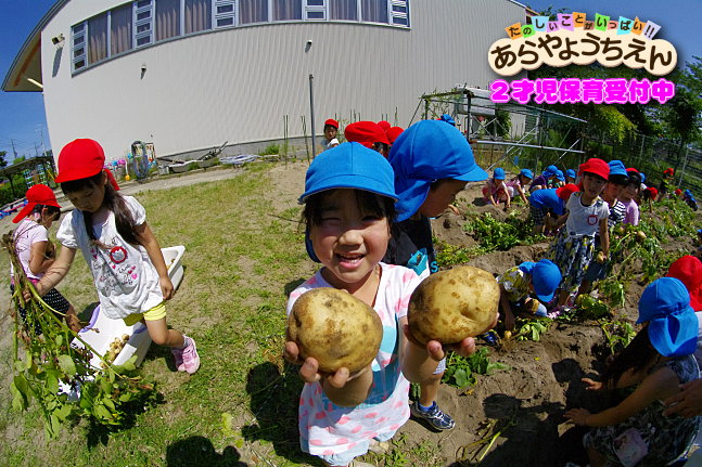 ジャガイモ収穫（秋田県秋田市の楽しい幼稚園　新屋幼稚園）食育