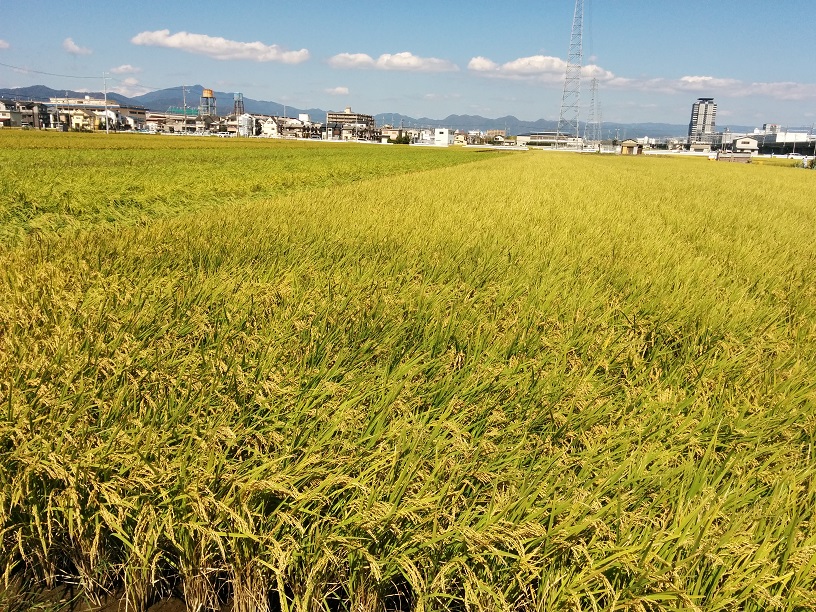 f:id:arazarukyouto:20181008072214j:plain