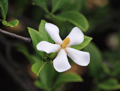 今日の誕生花 クチナシ 香りが素敵な日本の三大香木の花 誕生花写真365カレンダー 01年日本初登場 今日の誕生花 クチナシ 香りが素敵な日本の三大香木の花 誕生花写真365カレンダー 01年日本初登場