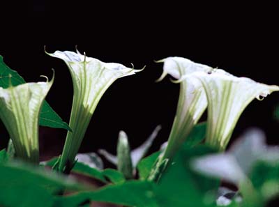 今日の誕生花 ダチュラ マンダラゲ 花岡青洲が日本で初めて作った麻酔薬の花 誕生花写真365カレンダー 01年日本初登場