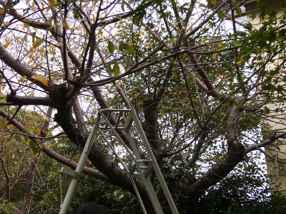 剪定 #1 - ・・・・・ coda ・・・・・
