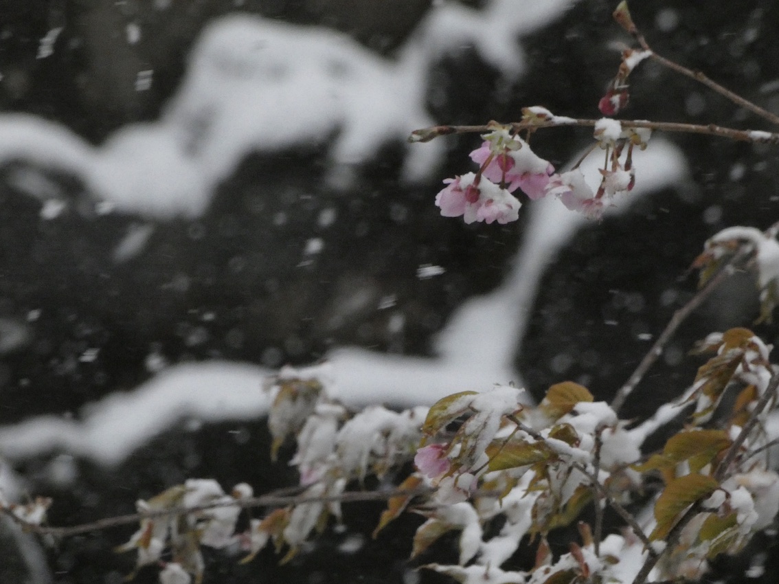 雪桜 - ・・・・・ coda