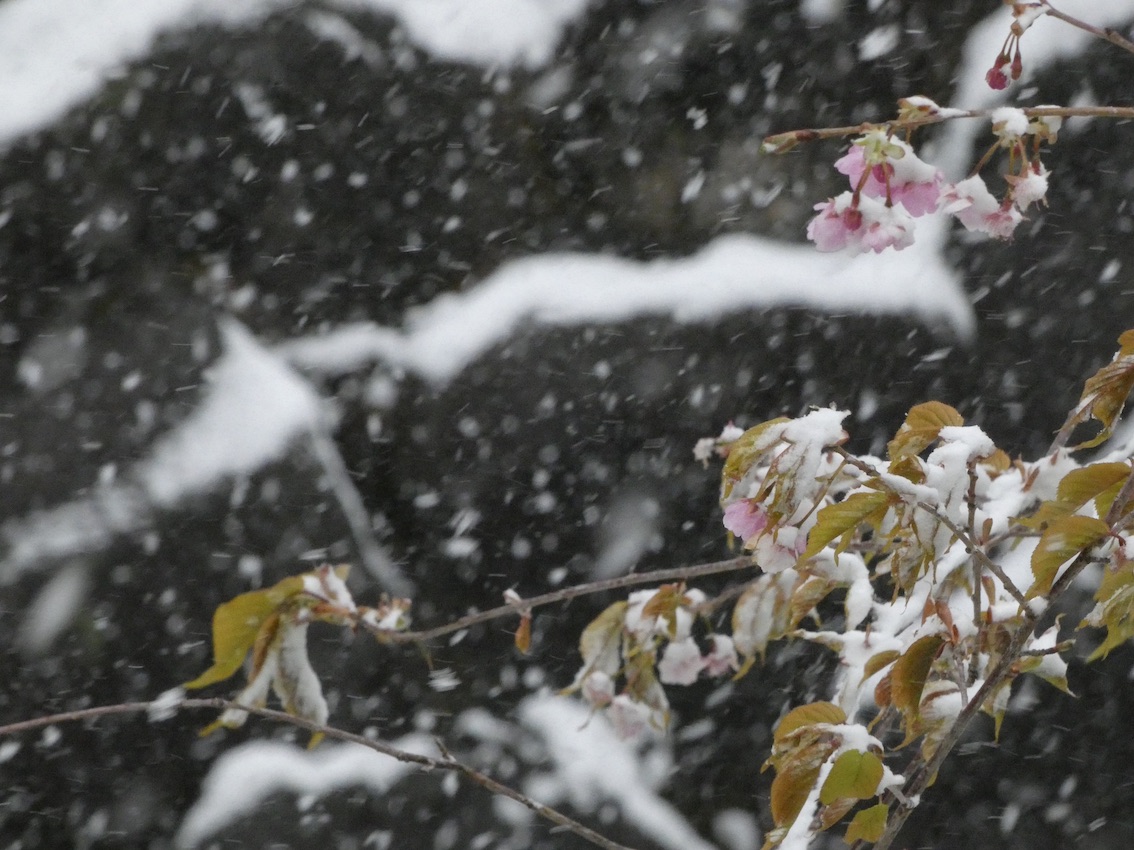 雪桜 - ・・・・・ coda