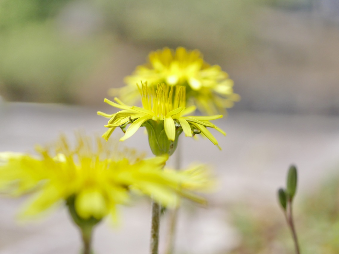 タンポポ タンポポ - ・・・・・ coda ・・・・・