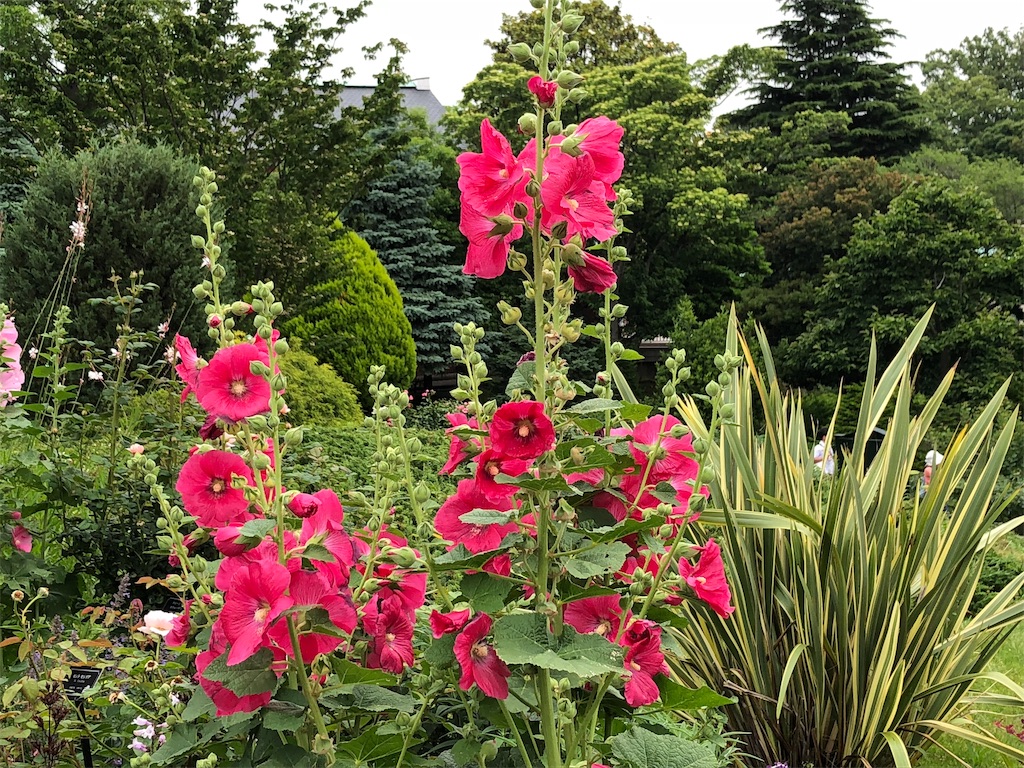f:id:arcadia1017:20190106113400j:image f:id:arcadia1017:20190106113400j:image