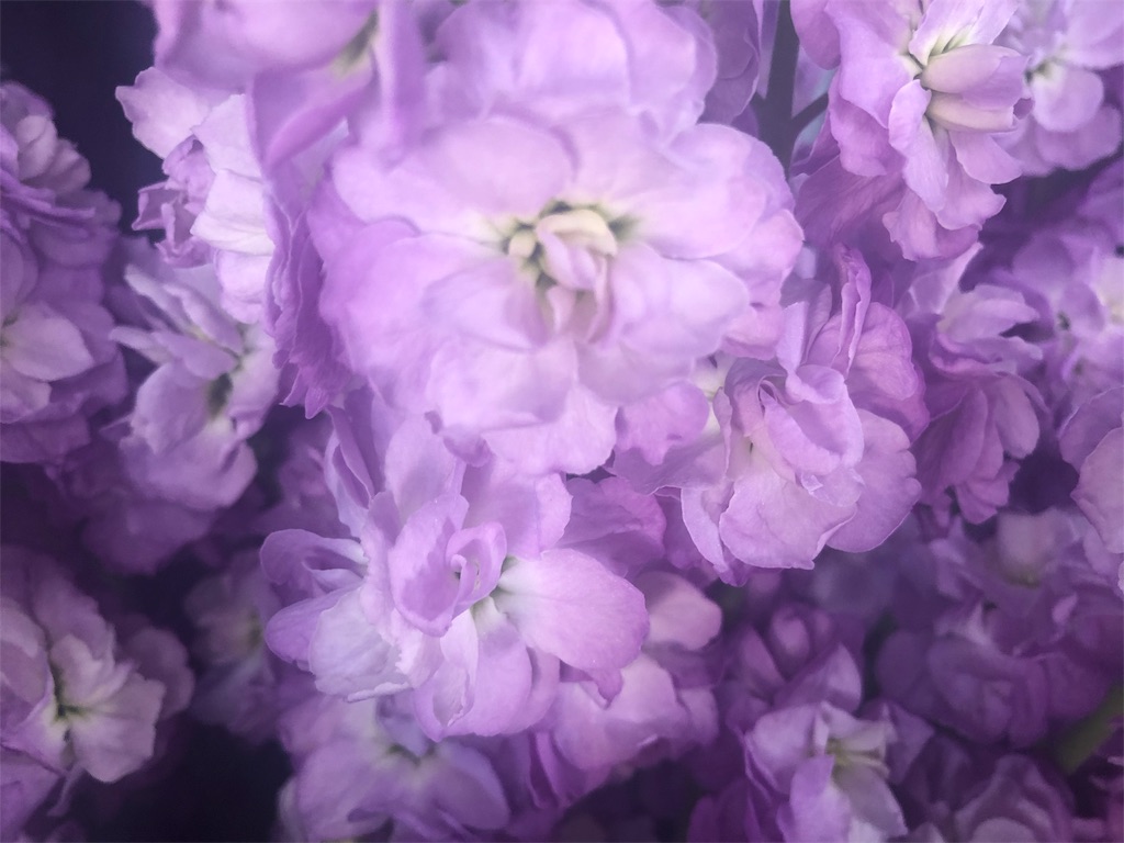 f:id:arcadia1017:20190218163256j:image