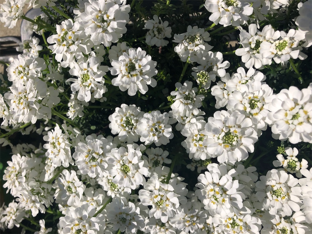 f:id:arcadia1017:20190323100904j:image f:id:arcadia1017:20190323100904j:image
