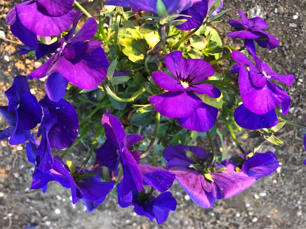 f:id:arcadia1017:20190329230812j:image