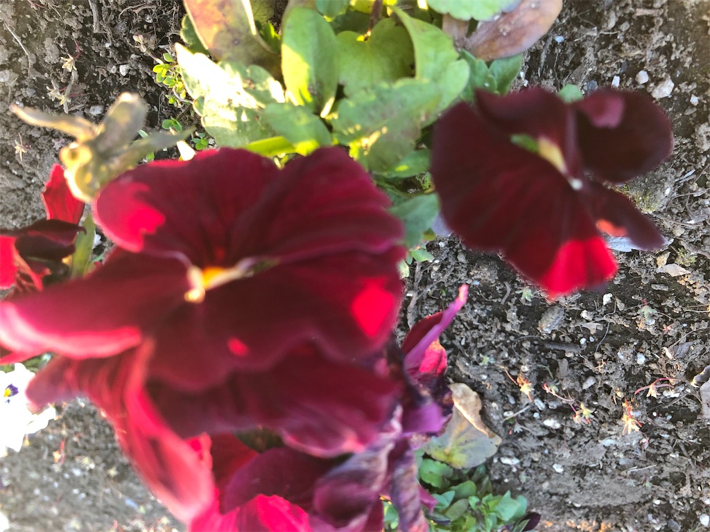 f:id:arcadia1017:20190329230828j:image