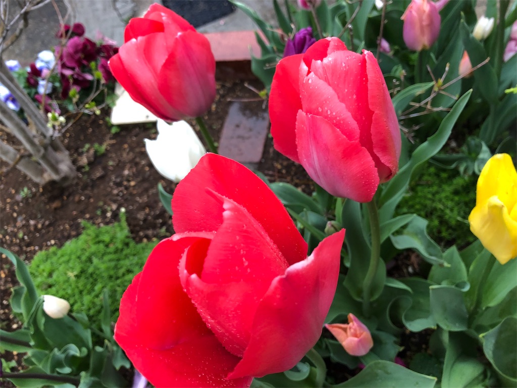 f:id:arcadia1017:20190409222256j:image f:id:arcadia1017:20190409222256j:image