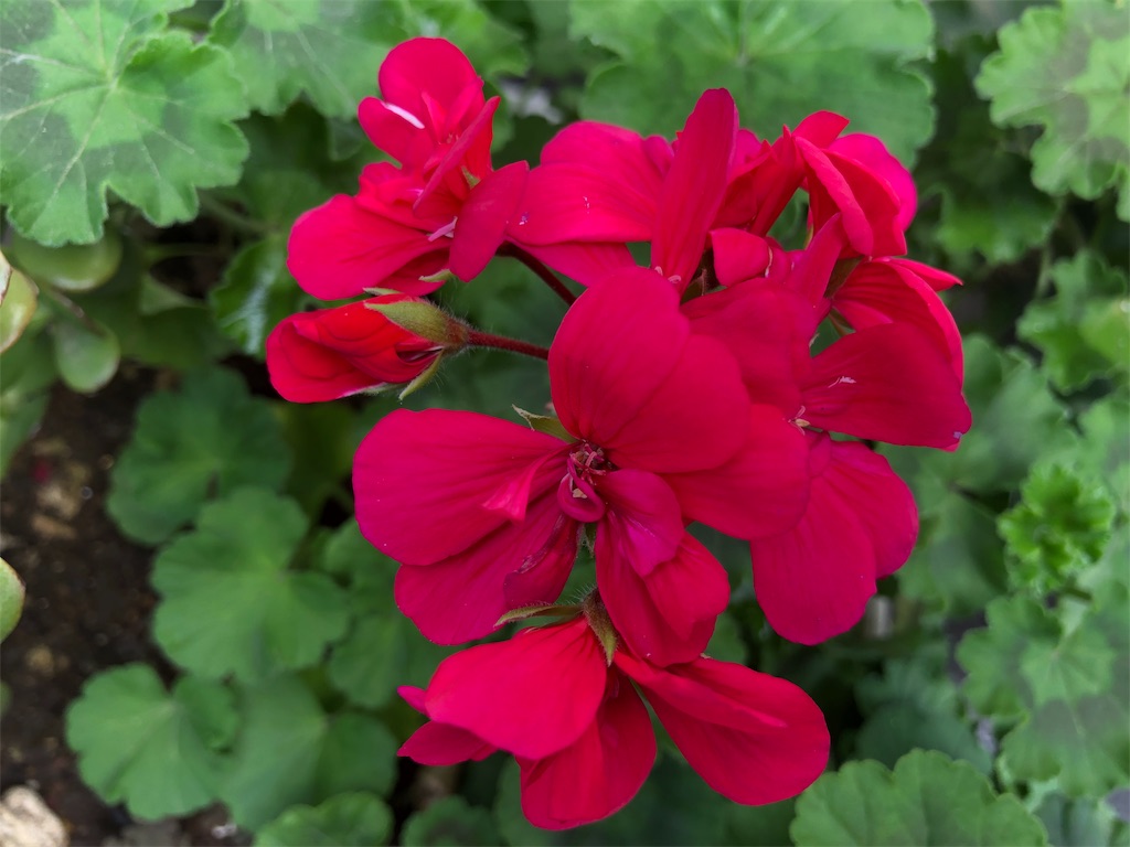 f:id:arcadia1017:20190425185733j:image f:id:arcadia1017:20190425185733j:image