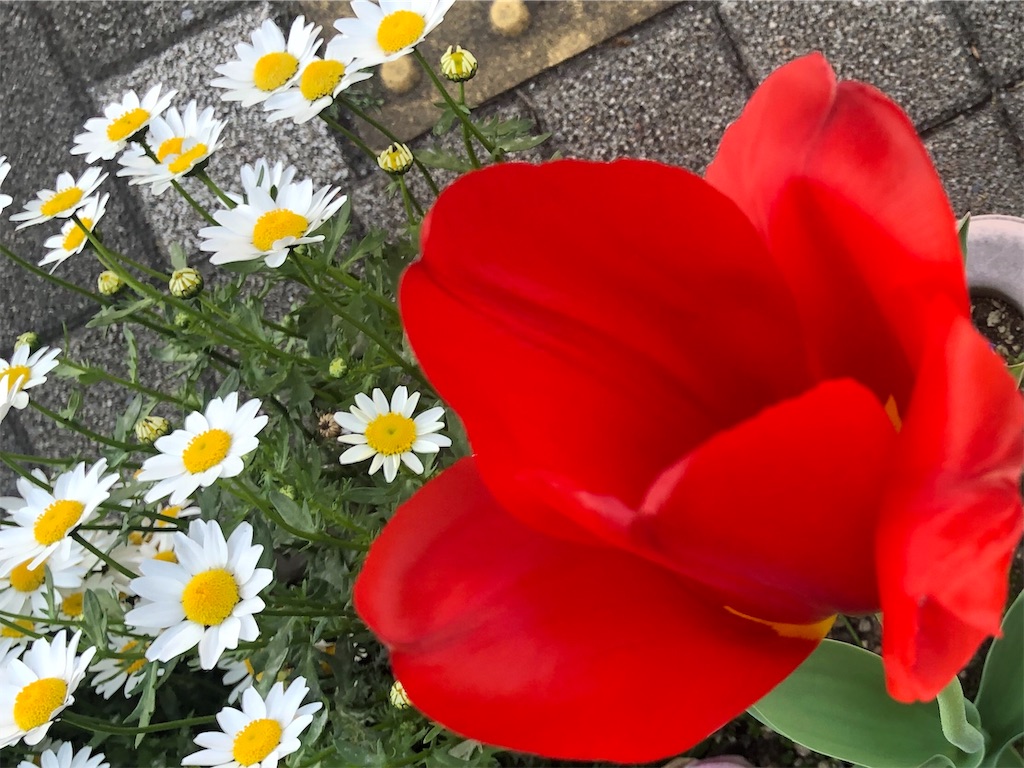 f:id:arcadia1017:20190425190038j:image f:id:arcadia1017:20190425190038j:image