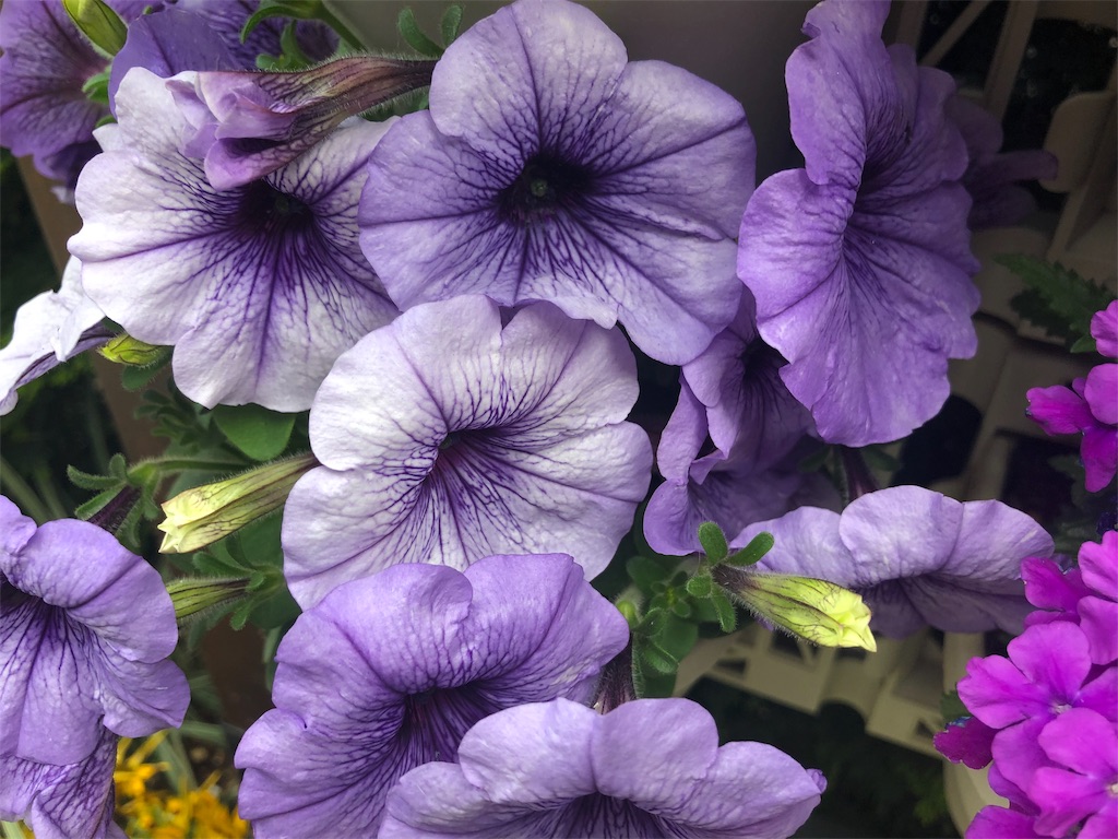 f:id:arcadia1017:20190513235625j:image f:id:arcadia1017:20190513235625j:image