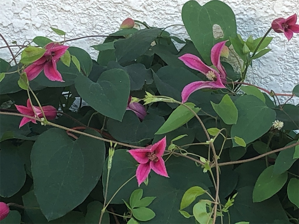 f:id:arcadia1017:20190610202422j:image f:id:arcadia1017:20190610202422j:image