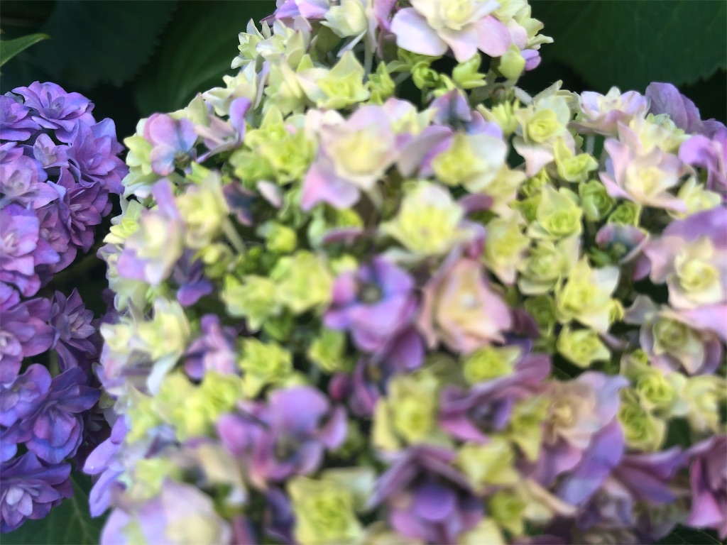 f:id:arcadia1017:20190610202441j:image f:id:arcadia1017:20190610202441j:image