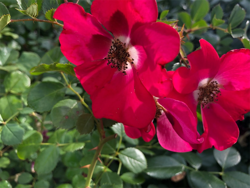 f:id:arcadia1017:20190616175100j:image