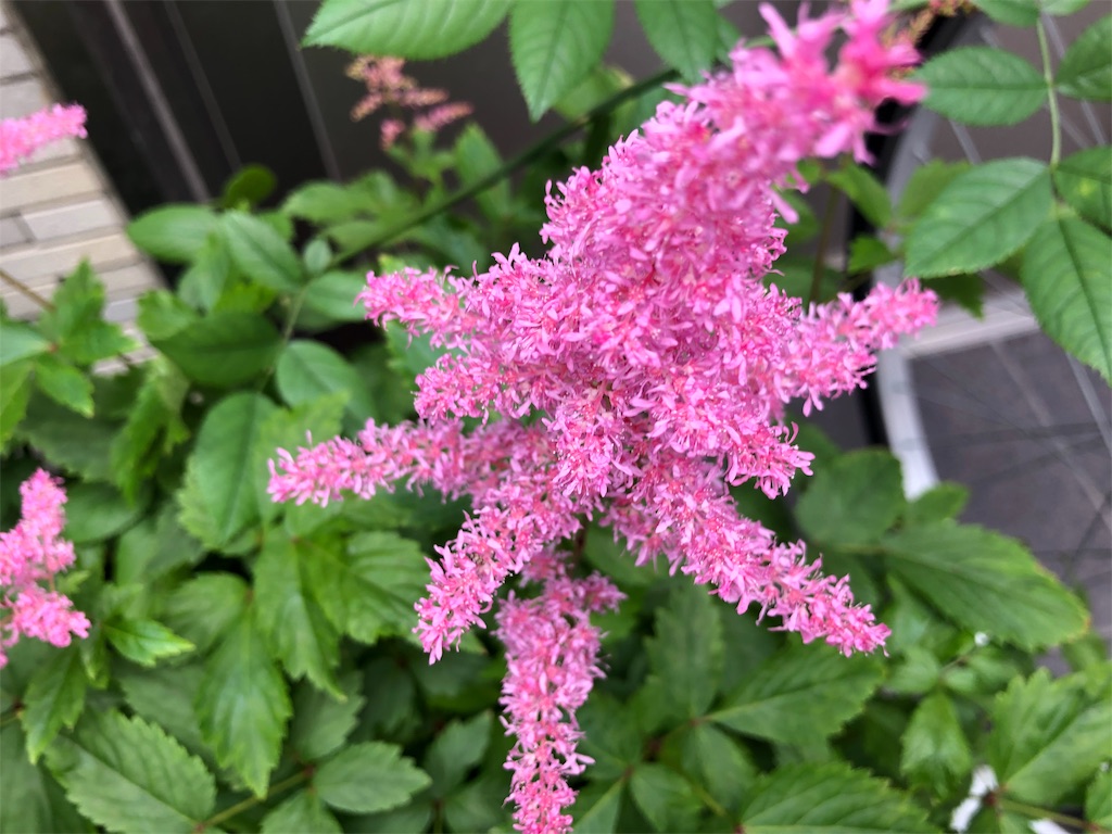 f:id:arcadia1017:20190623141519j:image f:id:arcadia1017:20190623141519j:image