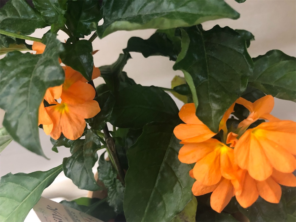 f:id:arcadia1017:20190714011542j:image f:id:arcadia1017:20190714011542j:image