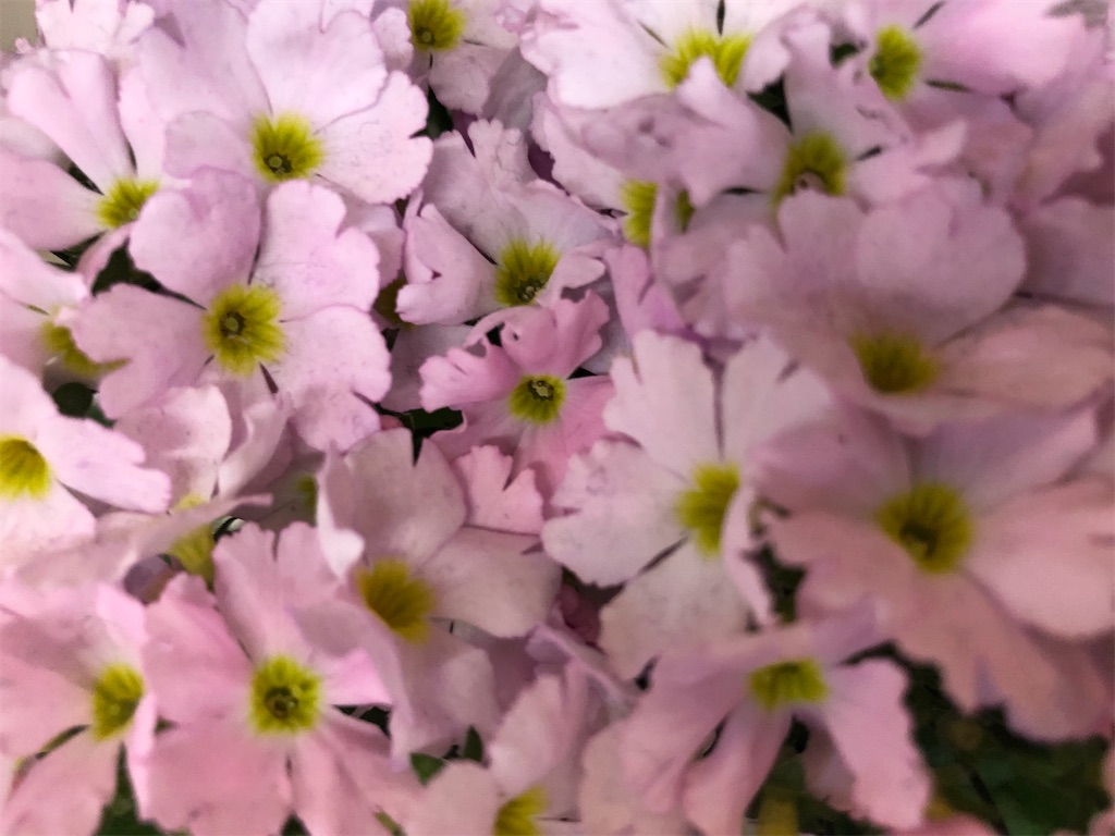 f:id:arcadia1017:20200316223925j:image f:id:arcadia1017:20200316223925j:image