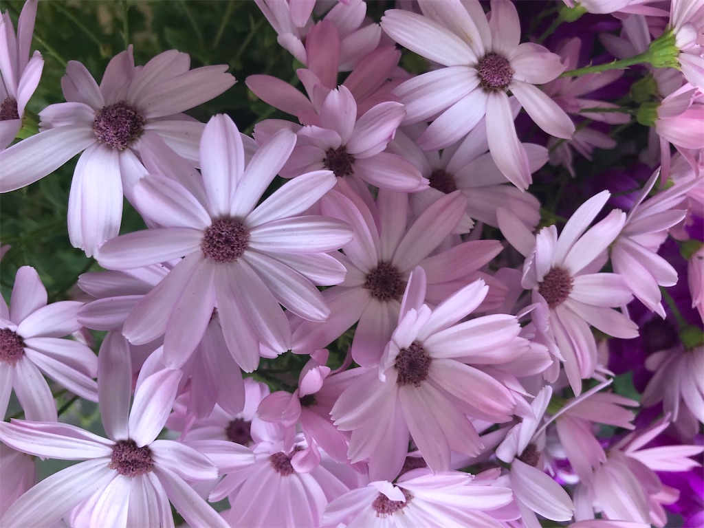f:id:arcadia1017:20200316223942j:image f:id:arcadia1017:20200316223942j:image